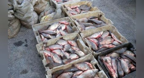 1000 лева санкция за открити в джип над 700 кг риба без документи