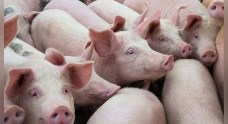 Година след чумната епидемия: Първото русенско свинско месо се очаква на пазара за Коледа