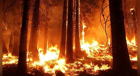 287 дка гори са унищожени от пожари от началото на годината