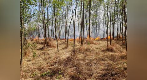 Пожарникари от Русе и Ветово над 24 часа гасиха гора край Бъзън