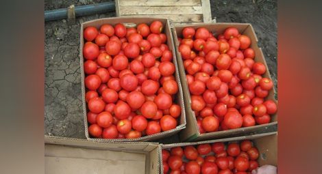 Крадливо семейство набрало 65 кг домати от чужда нива