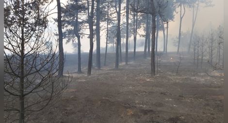 Голям пожар вилнее в Свиленградско