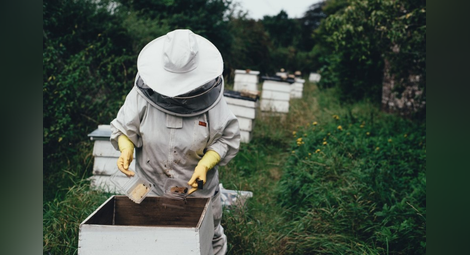 Сривът на пчелната популация е „по-стара пандемия” от Covid-19, според анализатори (снимка: CC0 Public Domain)