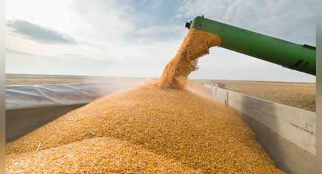 Сушата снижи добивите  на зърно с 19 на сто