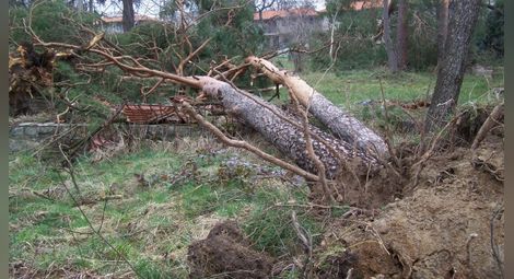 Наредба предвижда глоби до 100 000 лева за унищожени дървета