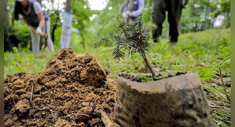 Залесяват близо 1300  декара в Русенско