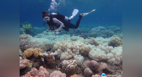 Австралийски учени откриха нов коралов риф