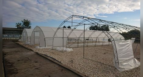 Новите оранжерии ще позволят на „Паркстрой“ да покрива напълно нуждите на Русе.                       Снимка: Община Русе