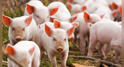Свиневъдството се съвзема след чумата: Две ферми с по хиляда прасета  тръгват в Ценово и Щръклево