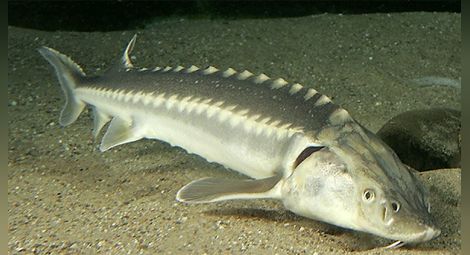 Удължиха с 5 години забраната за улов на есетрови риби в Дунав