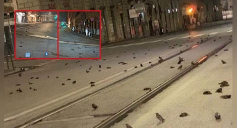 Измрели птици и уцелени самолети: Все повече щети от новогодишните фойерверки по цял свят