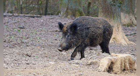 След поголовното изтребване в Русенско почти не са останали диви свине