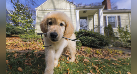 3 неща, които вбесяват кучетата