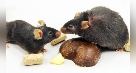 Мишките също спазват социална дистанция