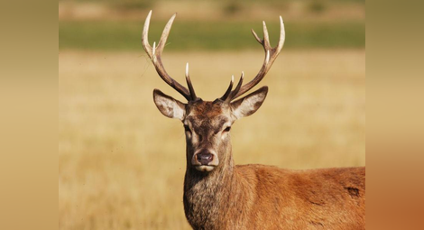 Бракониери убиха елени в Разградско