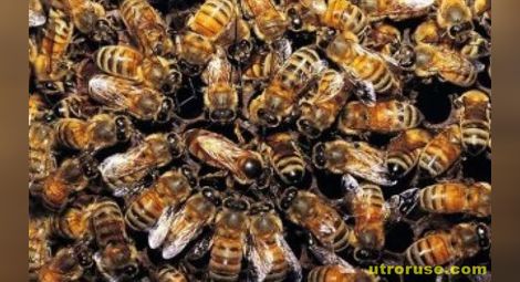 Учени откриха защо умират пчелите