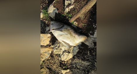 Десетки мъртви риби изплуваха по бреговете на езерото в Николово