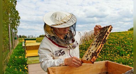 Русенският университет организира курс за биологично и прецизно пчеларство
