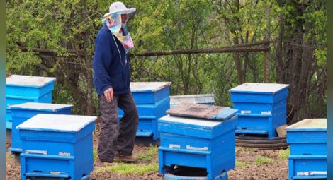 Финансовата подкрепа по de minimis за пчеларите е прекратена