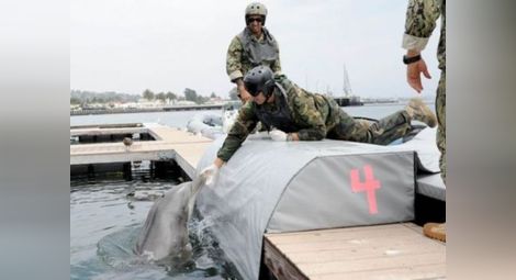 Схватка на американски и руски бойни делфини в Черно море