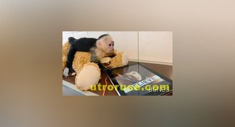Германия даде ултиматум на Бийбър за маймунката 