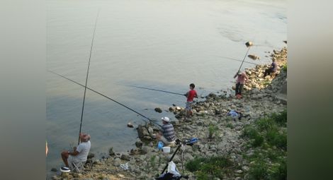 Уловът на риба в Дунав намалял 50 пъти от най-добрите години