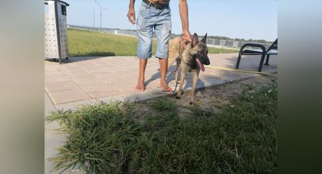 История с куче - как спасяването на един четириног бездомник може да се превърне в кошмар