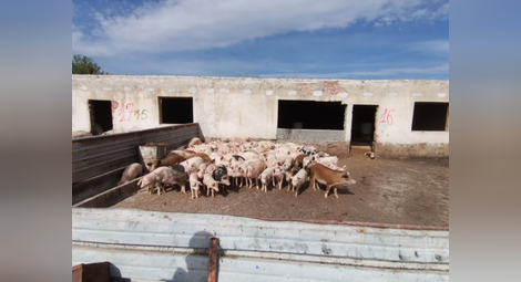Свиневъди настояват за спешна среща със земеделския министър