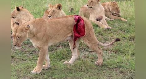 Ветеринари спасиха най-нещастната лъвица на света 