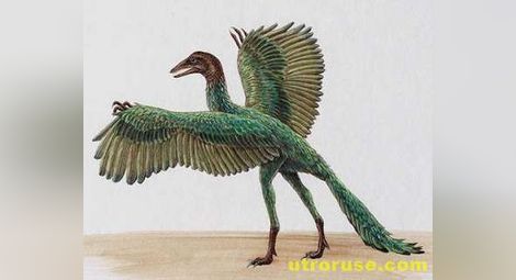 Дали археоптериксът наистина е предшественик на птиците?