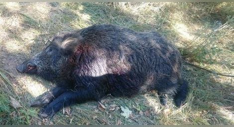 Четирима бракониери заловени с убито диво прасе в мерцедеса