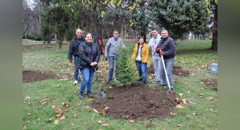 Русенската компания „М-Газ“ засади  кедрови дървета в Младежкия парк