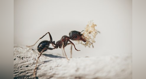 Учени твърдят, че мравки лекуват ранени дървета