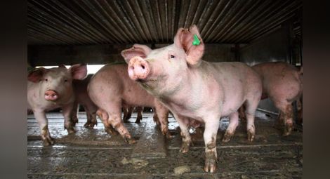 Африканската чума по дивите свине се завърна в Русенско