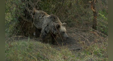 Лакома мечка тормози ски курорт в Италия