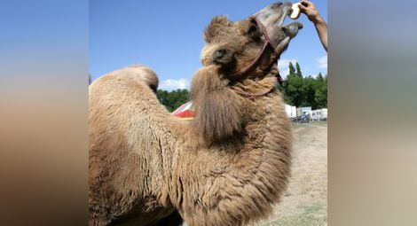 Болна камила е виновна за смъртоносния вирус в Атина