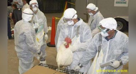 Учени: Птичият грип се предава от човек на човек
