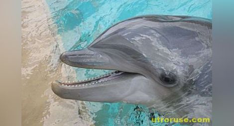 ЕС брои делфините в Черно море за 390 000 евро