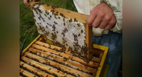 Пчеларите получават 1,38 млн. лв. заради лошите климатични условия