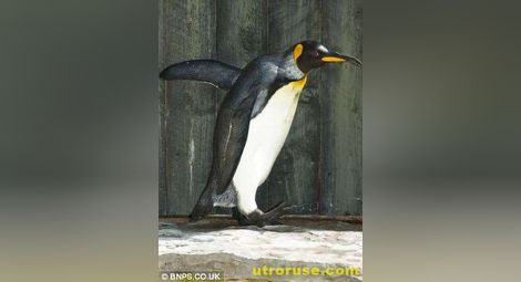 Най-възрастният пингвин в света стана на 36
