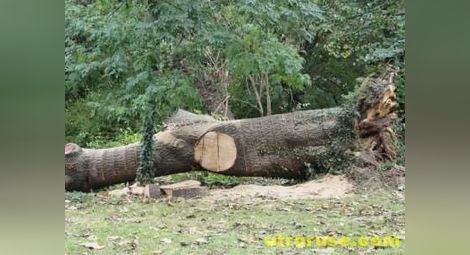 БСП пуска всеки сам да си сече дърва за огрев