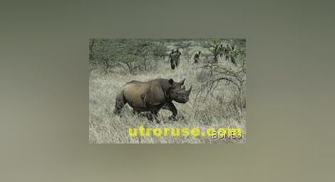 Бракониери гръмнаха рядък бял носорог в Кения 