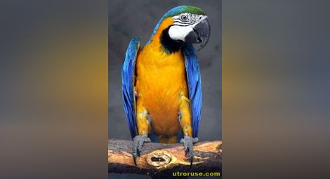6 месеца затвор за убийство на папагал 