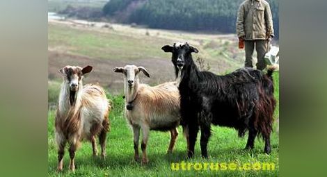 11 кози отровени от нощен отмъстител
