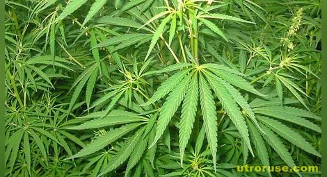 Откриха близо 7 тона канабис в ниви край Петрич 