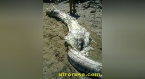 Морето изхвърли невиждано 4-метрово чудовище с рога в Испания