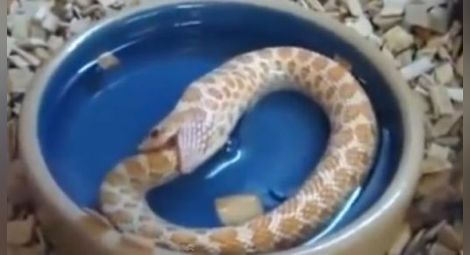 Странен клип: змия яде сама себе си /видео/
