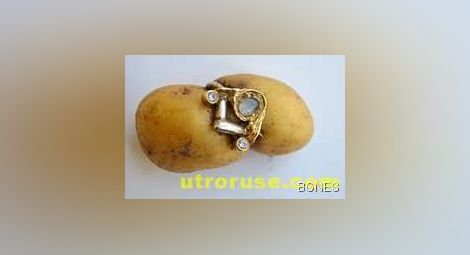 Златен пръстен прорасна на картоф