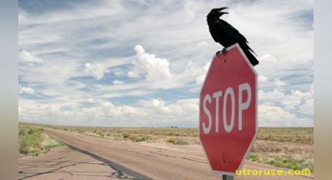 Птиците са запознати с ограничението на скоростта на пътя