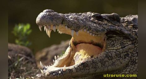 5-метров крокодил изяде пиян гост на парти